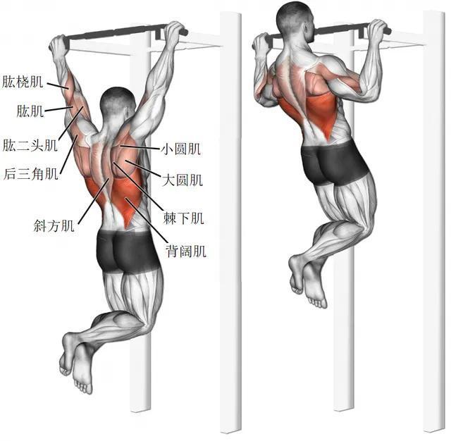 引体向上真正的“动作之王”!隔天训练一次这些好处会找上你(图6)